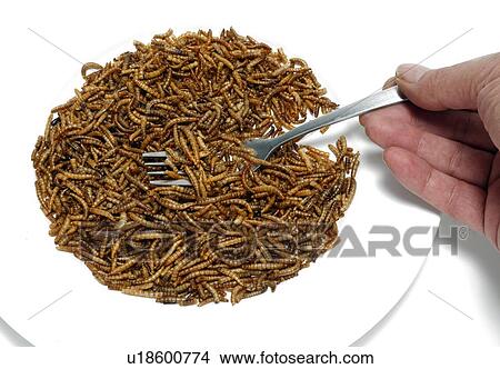 Picture - Person holding a fork with a plate of mealworm, studio shot.. Fotosearch