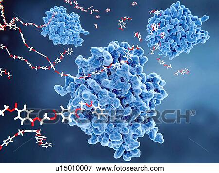 PETase enzymes (blue) breaking down plastic, illustration. PETase is a bacterial enzyme that breaks down PET (polyethylene terephthalate) plastics (red and white, left) to monomeric molecules (upper right). The whole bacterial degradation process... View Large Photo Image Stock Photo - PETase enzymes (blue) breaking down plastic, illustration. PETase is a bacterial enzyme that breaks down PET (polyethylene terephthalate) plastics (red and white, left) to monomeric molecules (upper right). The whole bacterial degradation process.... Fotosearch