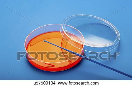 Picture - Petri dishes with blood agar.. Fotosearch