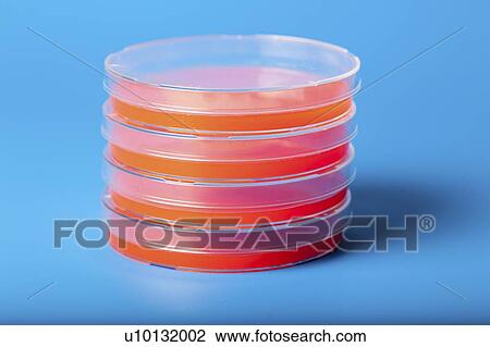 Stock Image - Petri dishes with blood agar.. Fotosearch