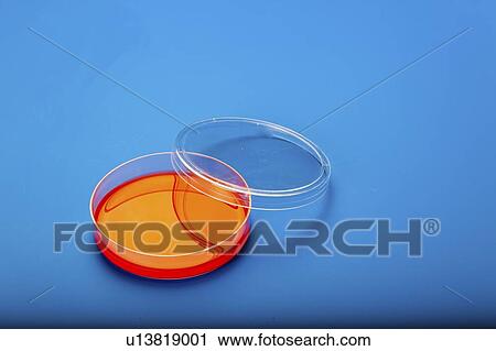 Stock Image - Petri dishes with blood agar.. Fotosearch