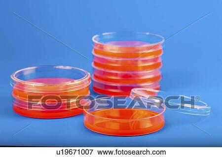 Stock Photo - Petri dishes with blood agar.. Fotosearch