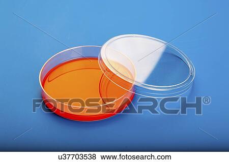 Stock Photo - Petri dishes with blood agar.. Fotosearch