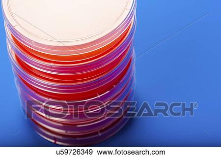 Stock Photo - Petri dishes with blood agar.. Fotosearch