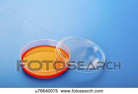 Stock Photography - Petri dishes with blood agar.. Fotosearch