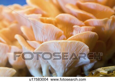 Pink oyster mushrooms (Pleurotus djamor). View Large Photo Image Picture - Pink oyster mushrooms (Pleurotus djamor).. Fotosearch