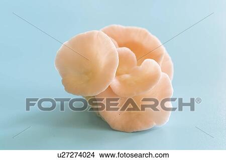 Pink oyster mushrooms (Pleurotus djamor). View Large Photo Image Picture - Pink oyster mushrooms (Pleurotus djamor).. Fotosearch
