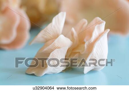 Pink oyster mushrooms (Pleurotus djamor). View Large Photo Image Picture - Pink oyster mushrooms (Pleurotus djamor).. Fotosearch