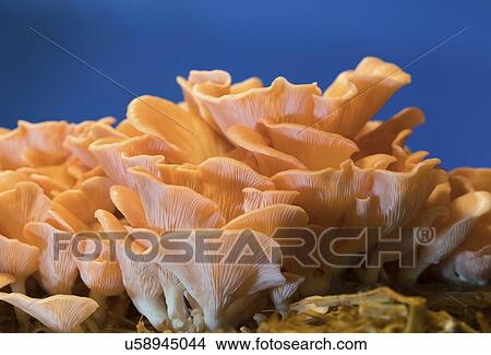 Pink oyster mushrooms (Pleurotus djamor). View Large Photo Image Picture - Pink oyster mushrooms (Pleurotus djamor).. Fotosearch