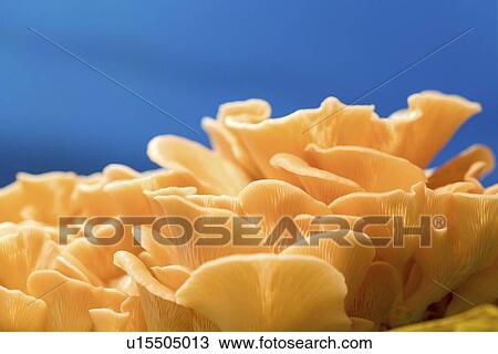 Pink oyster mushrooms (Pleurotus djamor). View Large Photo Image Stock Image - Pink oyster mushrooms (Pleurotus djamor).. Fotosearch