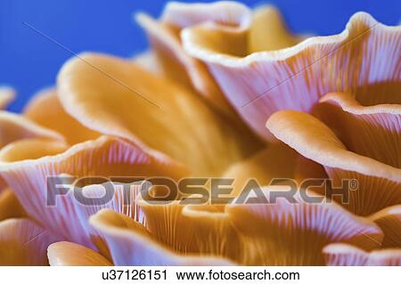 Pink oyster mushrooms (Pleurotus djamor). View Large Photo Image Stock Image - Pink oyster mushrooms (Pleurotus djamor).. Fotosearch