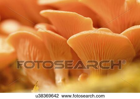 Stock Image - Pink oyster mushrooms (Pleurotus djamor).. Fotosearch