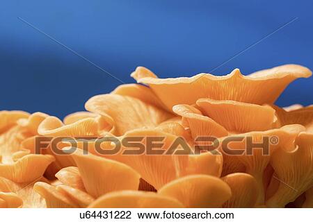 Stock Image - Pink oyster mushrooms (Pleurotus djamor).. Fotosearch