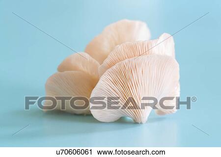 Stock Image - Pink oyster mushrooms (Pleurotus djamor).. Fotosearch