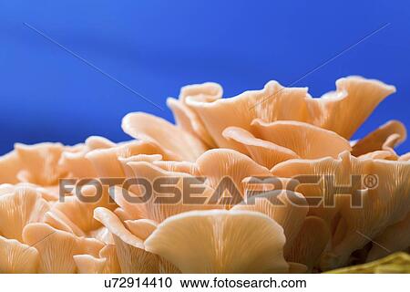 Stock Image - Pink oyster mushrooms (Pleurotus djamor).. Fotosearch
