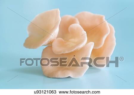 Pink oyster mushrooms (Pleurotus djamor). View Large Photo Image Stock Image - Pink oyster mushrooms (Pleurotus djamor).. Fotosearch