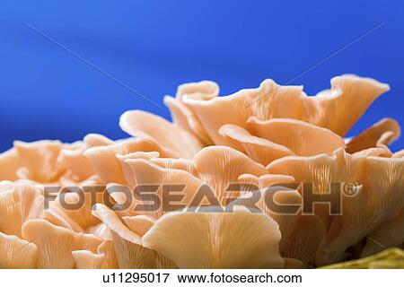 Stock Photo - Pink oyster mushrooms (Pleurotus djamor).. Fotosearch