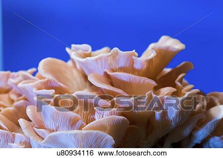 Stock Photograph - Pink oyster mushrooms (Pleurotus djamor).. Fotosearch