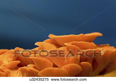 Pink oyster mushrooms (Pleurotus djamor). View Large Photo Image Stock Photography - Pink oyster mushrooms (Pleurotus djamor).. Fotosearch