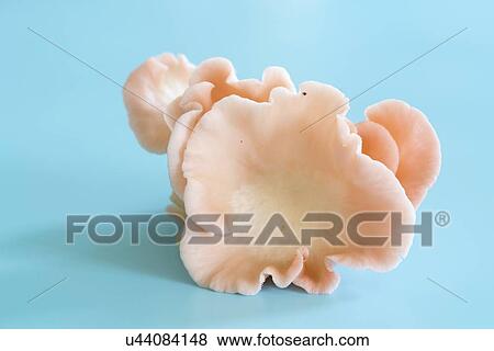 Stock Photo - Pink oyster (Pleurotus djamor) mushrooms.. Fotosearch