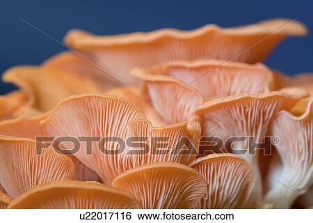 Stock Photograph - Pink oyster (Pleurotus djamor) mushrooms.. Fotosearch