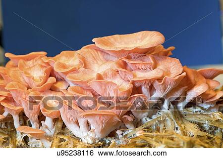 Stock Photograph - Pink oyster (Pleurotus djamor) mushrooms.. Fotosearch