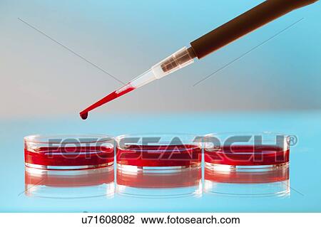 Pipette and Petri dishes. View Large Photo Image Stock Image - Pipette and Petri dishes.. Fotosearch
