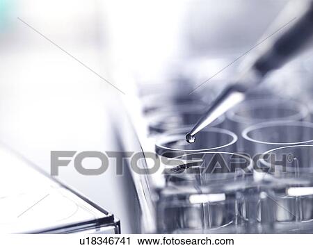 Stock Image - Pipetting sample into multi well plate for analysis in a laboratory.. Fotosearch