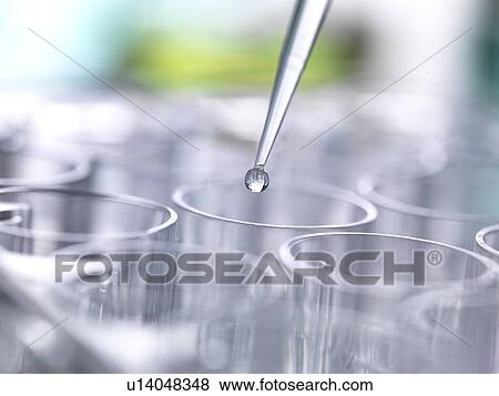 Stock Photo - Pipetting sample into multi well plate for analysis in a laboratory.. Fotosearch