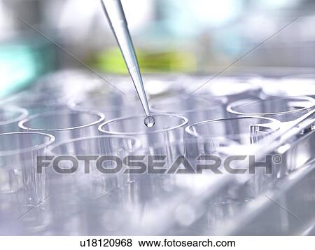 Stock Photo - Pipetting sample into multi well plate for analysis in a laboratory.. Fotosearch