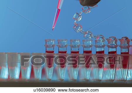 Pipetting sample. View Large Photo Image Stock Image - Pipetting sample.. Fotosearch