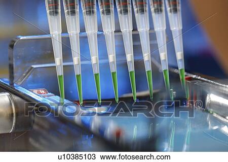 Pipetting samples for gel electrophoresis. View Large Photo Image Stock Image - Pipetting samples for gel electrophoresis.. Fotosearch