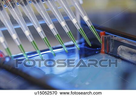 Stock Image - Pipetting samples for gel electrophoresis.. Fotosearch