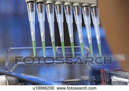 Stock Image - Pipetting samples for gel electrophoresis.. Fotosearch