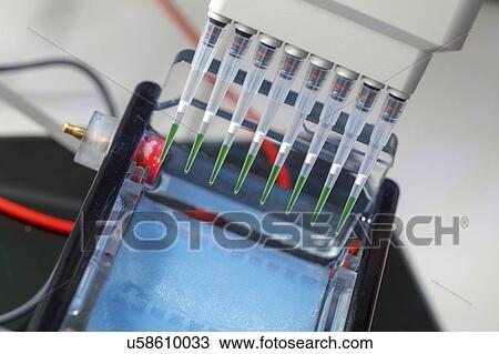 Stock Image - Pipetting samples for gel electrophoresis.. Fotosearch