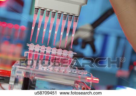 Stock Image - Pipetting samples for gel electrophoresis.. Fotosearch