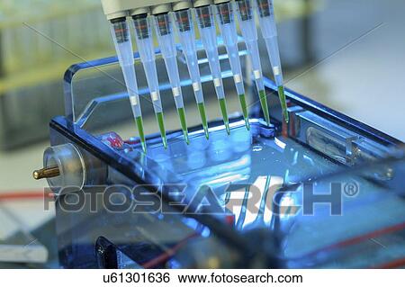 Stock Photograph - Pipetting samples for gel electrophoresis.. Fotosearch