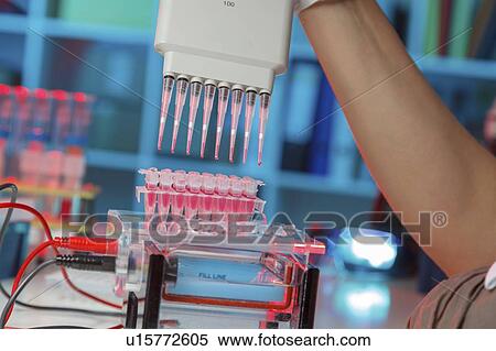Pipetting samples for gel electrophoresis. View Large Photo Image Stock Photography - Pipetting samples for gel electrophoresis.. Fotosearch