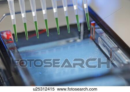 Pipetting samples for gel electrophoresis. View Large Photo Image Stock Photography - Pipetting samples for gel electrophoresis.. Fotosearch