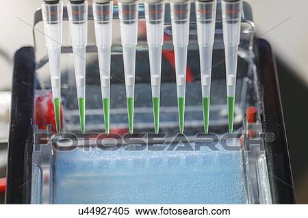 Pipetting samples for gel electrophoresis. View Large Photo Image Stock Photography - Pipetting samples for gel electrophoresis.. Fotosearch