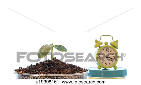 Plant growth, conceptual image. View Large Photo Image Stock Image - Plant growth, conceptual image.. Fotosearch