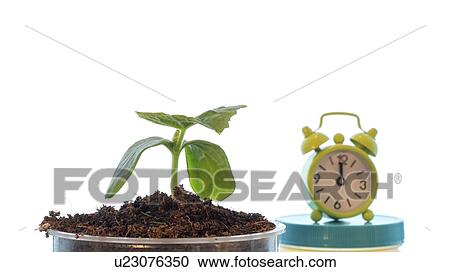 Plant growth, conceptual image. View Large Photo Image Stock Image - Plant growth, conceptual image.. Fotosearch