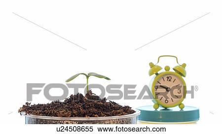 Stock Photography - Plant growth, conceptual image.. Fotosearch
