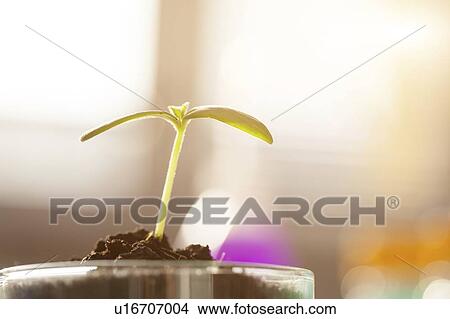 Plant research, conceptual image. View Large Photo Image Picture - Plant research, conceptual image.. Fotosearch