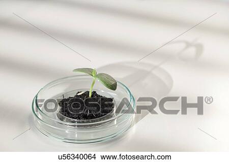 Plant research, conceptual image. View Large Photo Image Picture - Plant research, conceptual image.. Fotosearch