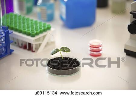 Picture - Plant research, conceptual image.. Fotosearch