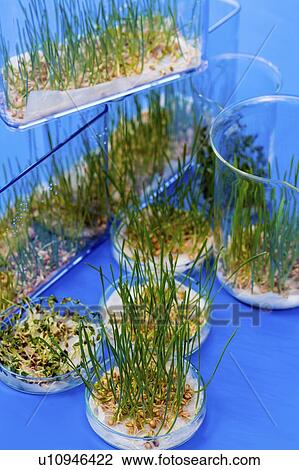 Plant research, conceptual image. View Large Photo Image Stock Image - Plant research, conceptual image.. Fotosearch