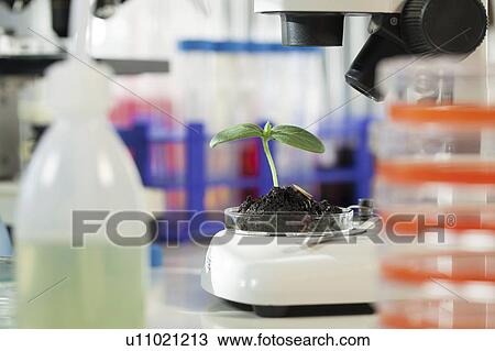 Plant research, conceptual image. View Large Photo Image Stock Image - Plant research, conceptual image.. Fotosearch