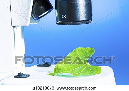 Stock Image - Plant research, conceptual image.. Fotosearch
