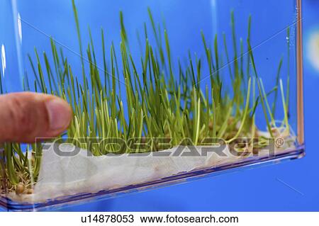Stock Image - Plant research, conceptual image.. Fotosearch